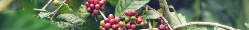 Fives Senses - Barista Training Courses