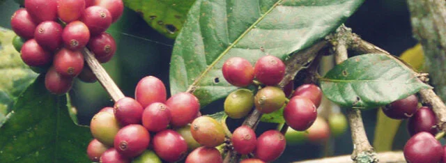 Fives Senses - Barista Training Courses
